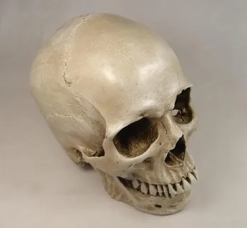 модель черепа из смолы человеческого черепа в натуральную величину, медицинская модель, художественная модель для рисования