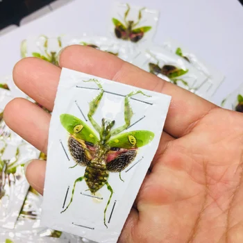 Creobroter gemmatus настоящее насекомое, образец богомола, учебное пособие, коллекция реквизита для фотосъемки, художественная коллекция, украшение комнаты